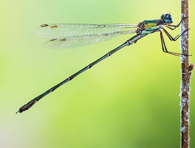 ID per favore: Chalcolestes sp.